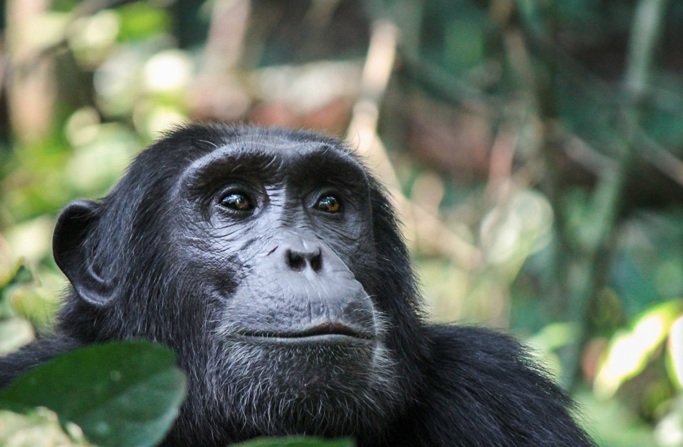 UGANDA